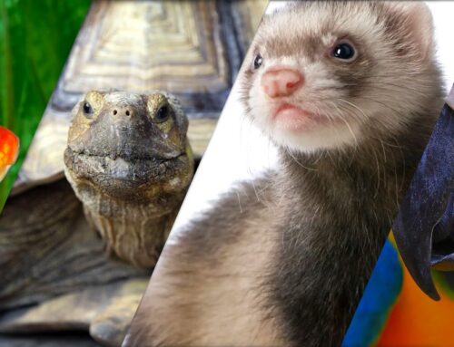 How to Find the Right Vet for Your Avian and Exotics Pet