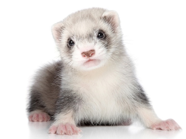 Ferret