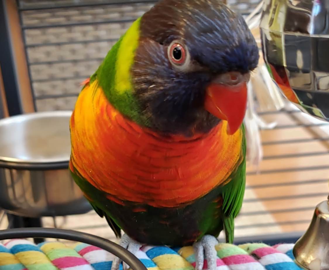 Lorikeet visiting veterinarian office