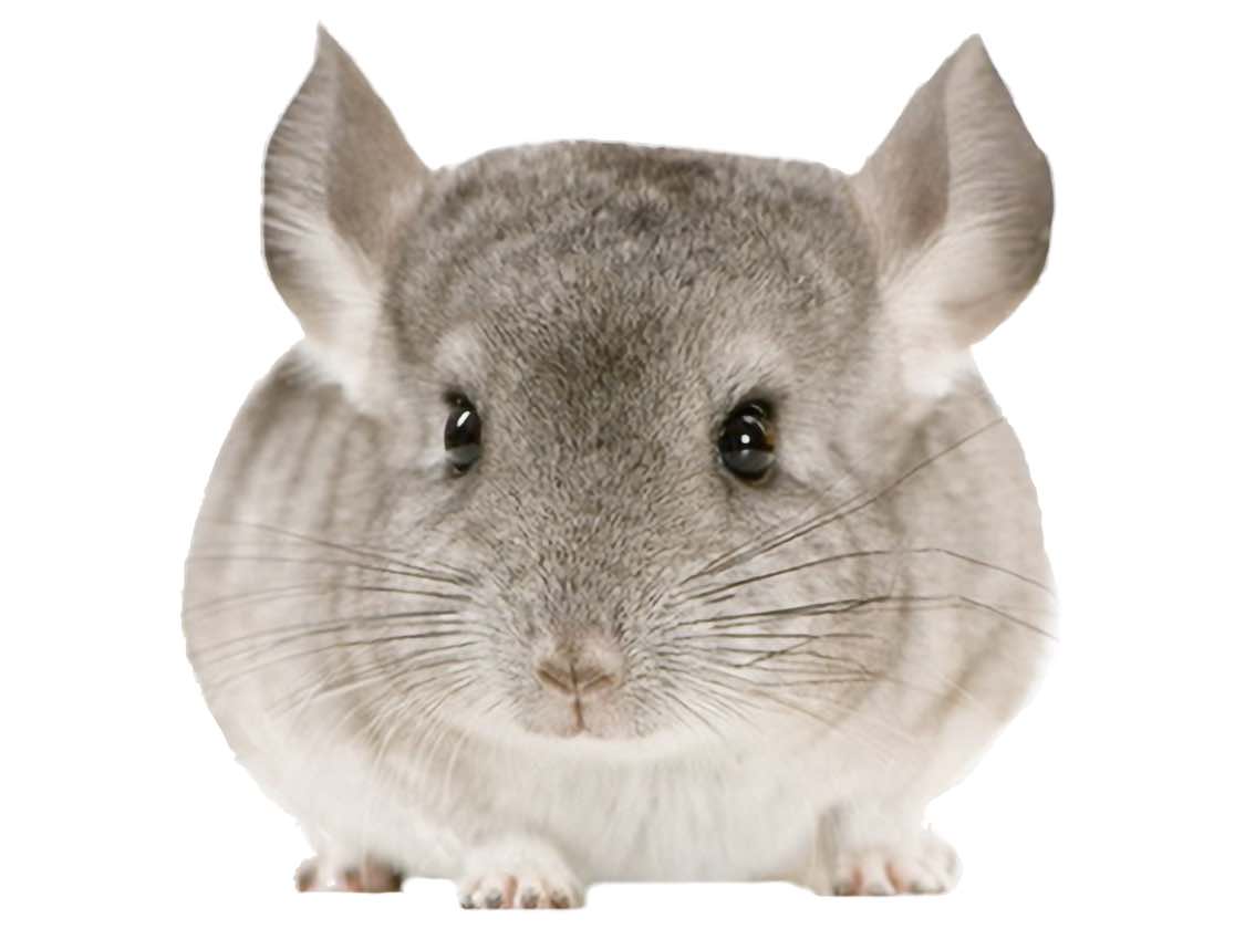 Chinchilla