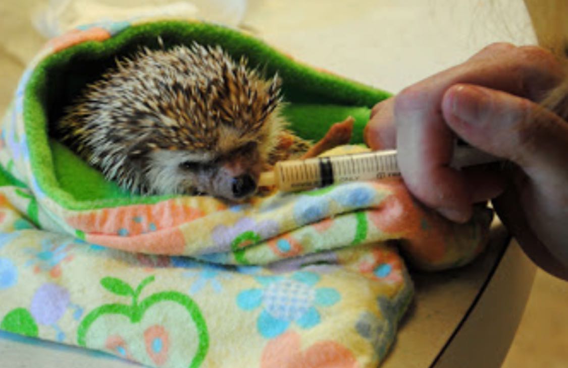 Hedgehog receiving medicine