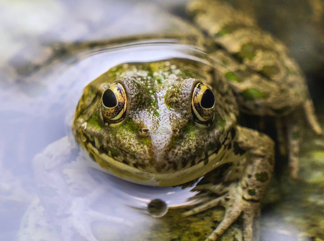 Frog as a pet