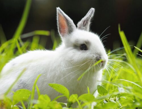 If Your Rabbit Is Sick: First Steps for Pet Owners in Nashville and Middle Tennessee