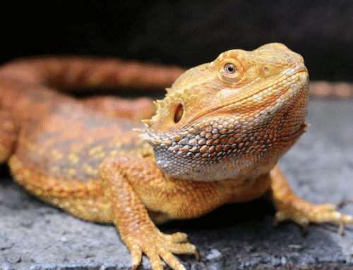 How to Tell if a Bearded Dragon Is Ill: The Signs to Look For