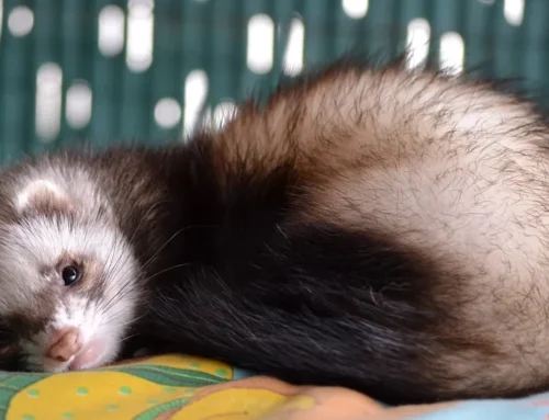 Do Ferrets Need Flea Treatment?