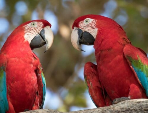 How Often Should I Take My Parrot to an Avian Vet?