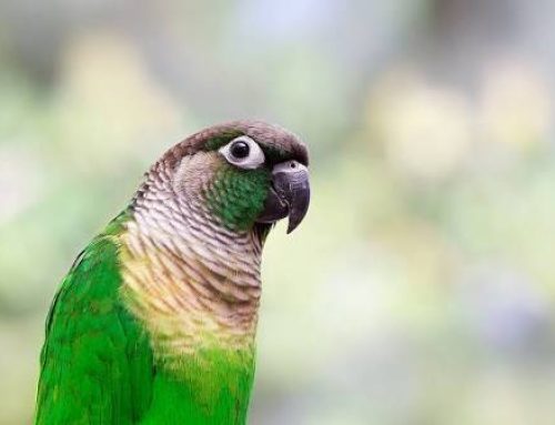 Why Does a Tail-Bob When Breathing Signal a Serious Respiratory Problem in Pet Birds?